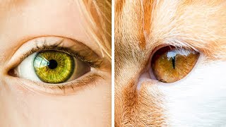 Thumbnail for 27 Random Facts You Haven't Heard a Million Times | BRIGHT SIDE