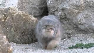 Thumbnail for Pallas Cat discovers camera | Ilya Butenko
