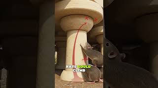 Thumbnail for How Romans Kept Rats Out of Grain Stores? | Ancient Tech