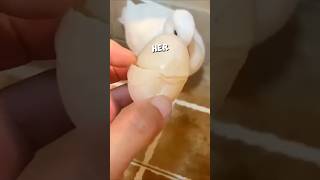 Thumbnail for This mother duck accidentally broke her egg 🥺💔 #shorts | Hublot Baggins
