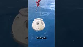 Thumbnail for Human Reef Balls EXPLAINED 😱 (grandma?) | Zack D. Films