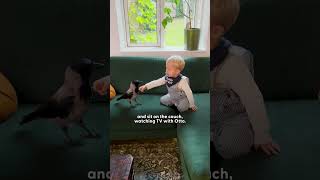 Thumbnail for Crow Can't Wait For His Brother To Come Home From Kindergarten | The Dodo