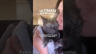 Thumbnail for Kitten Is Obsessed With Shower Time | The Dodo