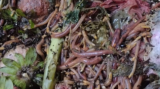 Thumbnail for Red Wigglers in Can-O-Worms