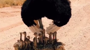 Thumbnail for Ostrich dad