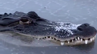 Thumbnail for Had no idea American alligators can survive in freezing weather 