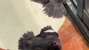 Thumbnail for Some birds have figured out if you fake injury you might get food from sympathetic people.  TIL, some birds are niggers  😂😂😂
