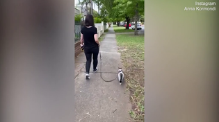 Thumbnail for Pet owner walks her cat with a leash following the new rules