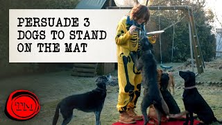 Thumbnail for Persuade Three Dogs to Stand on the Mat | Full Task | Taskmaster