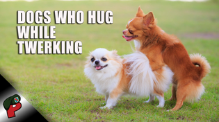 Thumbnail for Dogs That Hug While Twerking | Grunt Speak Highlights