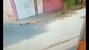 Thumbnail for Is this the greatest dismount ever? 