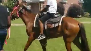 Thumbnail for The horse knows something wrong