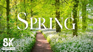 Thumbnail for Switzerland in Full Bloom 🌷 Picturesque Spring Landscapes from Zurich to the Alps | Green View 8k
