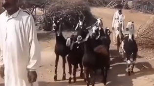 Thumbnail for goats on their way to downvote every Conspirologist post