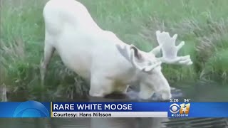 Thumbnail for Rare White Moose | CBS TEXAS