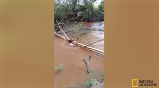 Thumbnail for National Geographic Parody Compilation original content