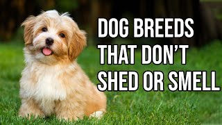 Thumbnail for Top 10 Dog Breeds That Don't shed or smell | Small Dog Breeds That Don't Shed | Amazing Dogs