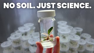 Thumbnail for I Cloned This Plant 500 Times | Plants in Jars