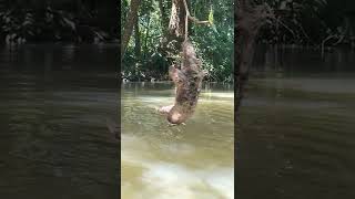 Thumbnail for 🦥Three-Fingered Sloth Hanging Over a River in Costa Rica! | The Sloth Conservation Foundation