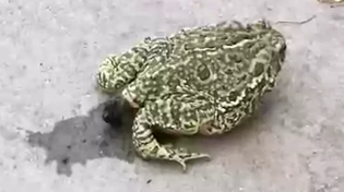 Thumbnail for frog shitting looks like catshit LMAO