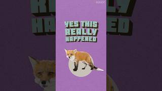 Thumbnail for Why did the government release radioactive foxes? | ReasonTV