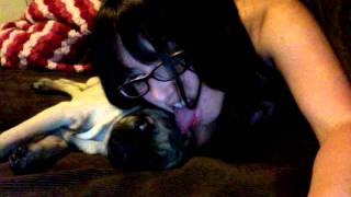 Thumbnail for Pug Licking | pugsandtongues