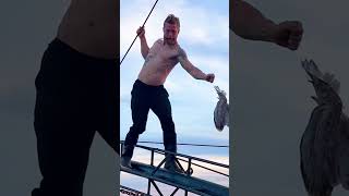 Thumbnail for Daring Ocean Rescue—He Walked a Plank to Save a Struggling Seagull | The Dodo