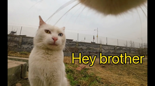 Thumbnail for POV you're a cat