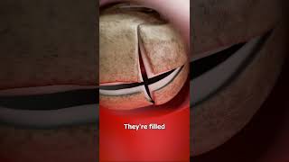 Thumbnail for Why Does The Skull Have Cracks? 🤔 | Zack D. Films