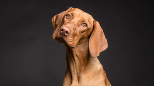 Thumbnail for Meet the World’s Smartest Dog Breeds