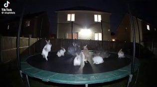 Thumbnail for The backyard of @paul_neri at night.