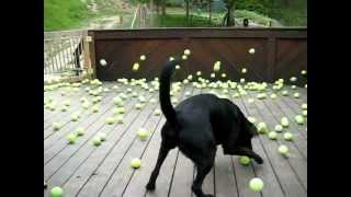 Thumbnail for Dog's dream comes true! | njalakomboya
