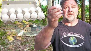 Thumbnail for Why Keeping Chickens is a "BAD" Idea | World Egg Crisis