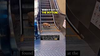 Thumbnail for This Dog is a GENIUS 🤯🤣 | Brennan Rogers