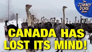 Thumbnail for Canada DEMANDS Farmers Kill 400 Ostriches! | The Jimmy Dore Show