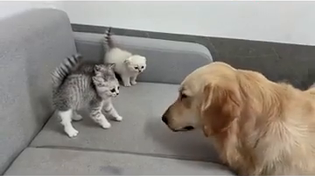 Thumbnail for "He's cool" - Momma Cat 
