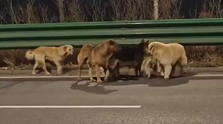 Thumbnail for Dogs stolen for meat escape and trek home