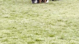 Thumbnail for Man gives German Shepherd dog the finger to save a smaller dog 