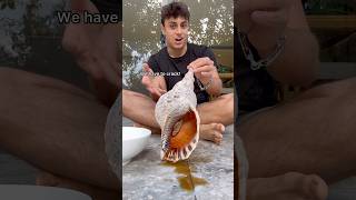 Thumbnail for Cooking MASSIVE Trumpet Snail | Nick Kratka