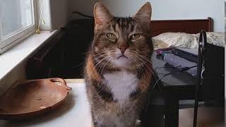 Thumbnail for Kitty says "Uh-Oh" very clearly | barbj672000
