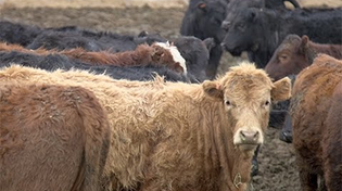 Thumbnail for Cattle Ranchers vs. The Feds: "You don’t just come into a ranch and say I’m going to run it."