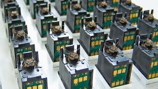 Thumbnail for Is it Cruel to Use Bees as Digital Sensors? | Not What You Think
