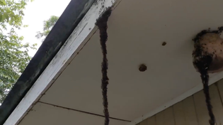 Thumbnail for army ants invading a wasp nest