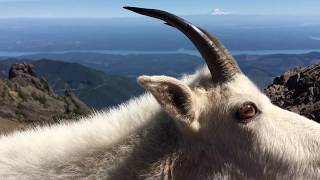 Thumbnail for Mountain goat greets me up at the summit of Mt. Ellinor in Washington. | Kevindication
