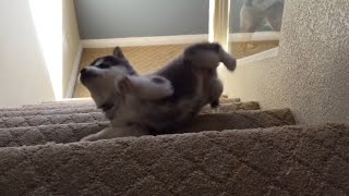 Thumbnail for Husky Puppy Tumbles down Stairs | Fur Family 