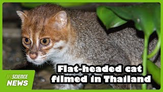 Thumbnail for Flat-Headed Cat Filmed In Thailand – The First Confirmed Sighting In Almost 30 Years | IFLScience