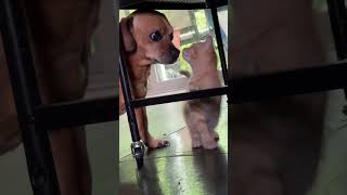 Thumbnail for Minion hangs with kittens | Nate Petroski