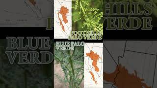 Thumbnail for Making Arizona out of Palo Verde Wood | Official State Tree Map #shorts #trees #wood | justinthetrees