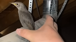 Thumbnail for free bird