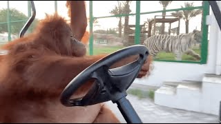 Thumbnail for Driving to the banana store | Clay